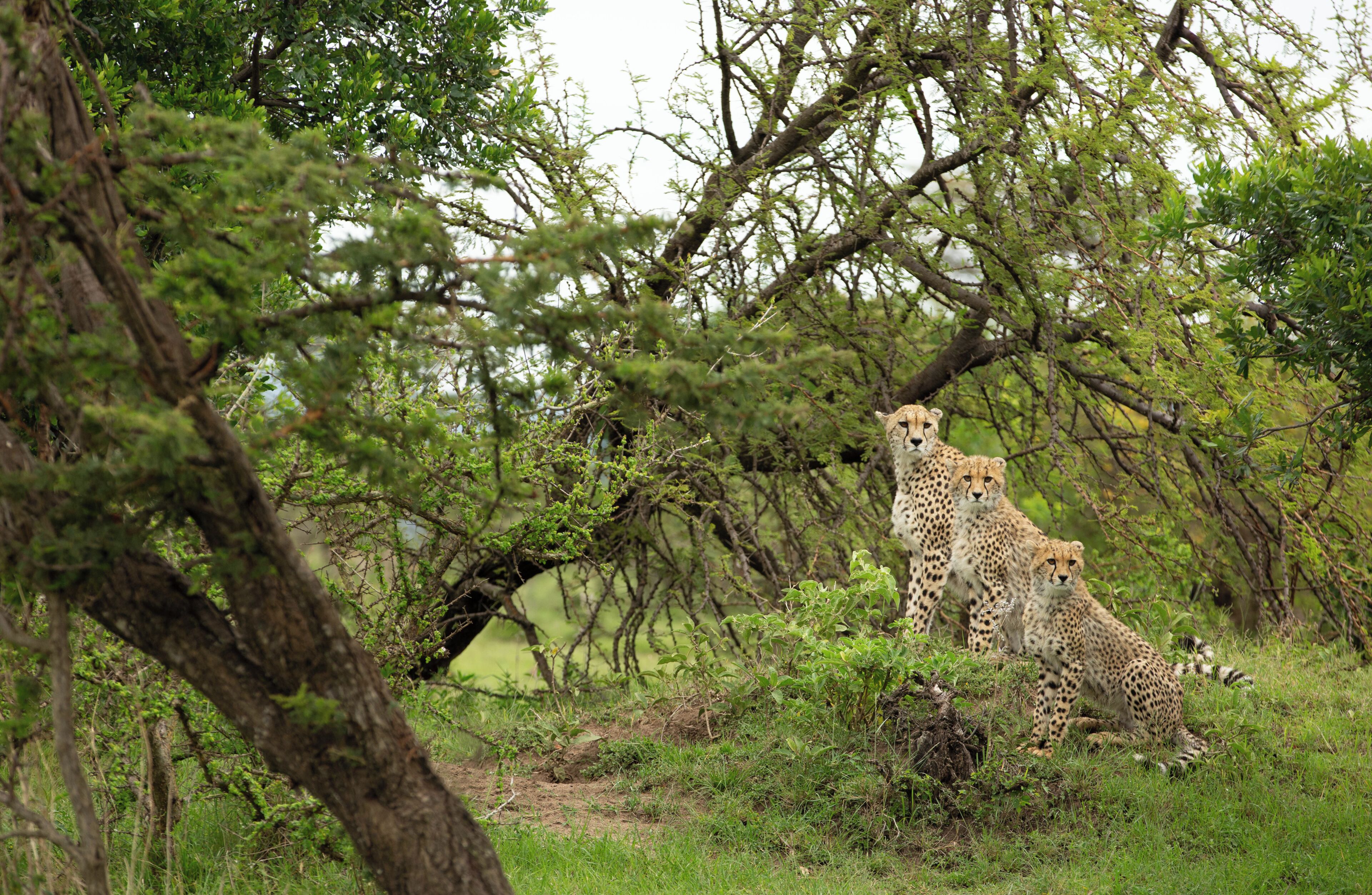 Een cheetah met jongen in een natuurlijke omgeving met bomen en gras.