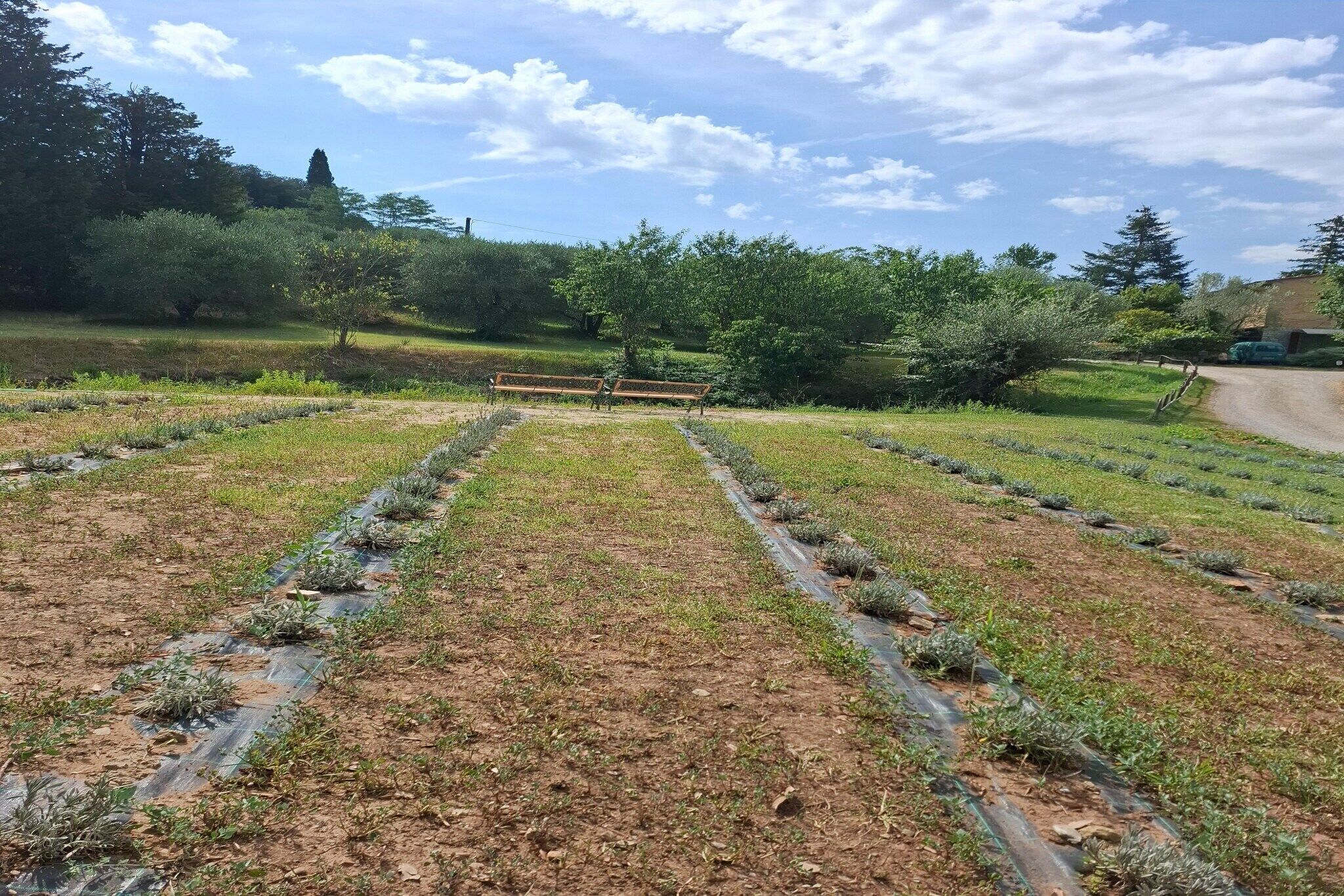 A garden with rows of plants, a bench, and a pathway.