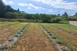 A garden with rows of plants, a bench, and a pathway. - Charming Tuscan Stone Farmhouse Retreat for Two (Rapolano Terme)
