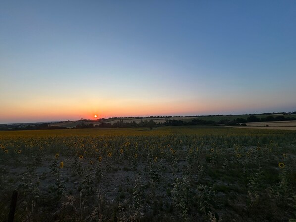 Un campo de girasoles con un atardecer de fondo.