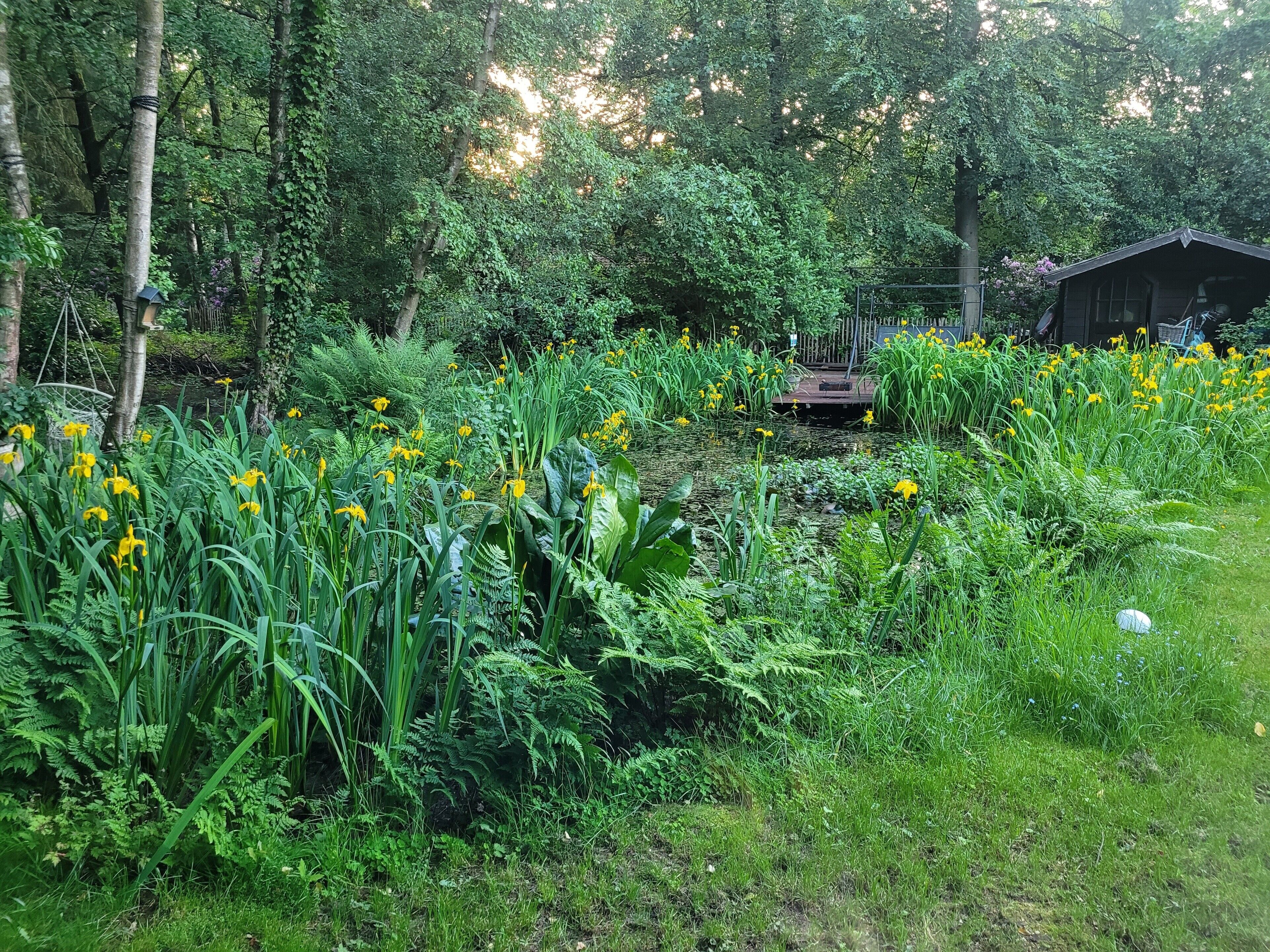 Een weelderige tuin met een dichte begroeiing en een klein houten gebouw.