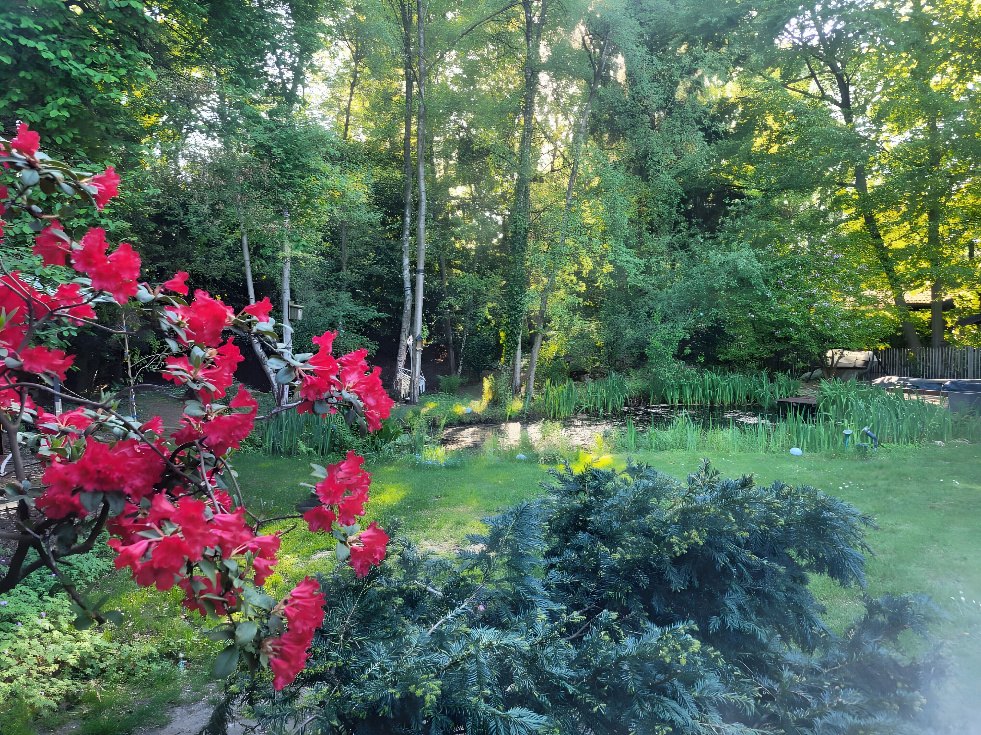 Un jardin avec un étang, un feuillage dense et une grande variété de plantes.