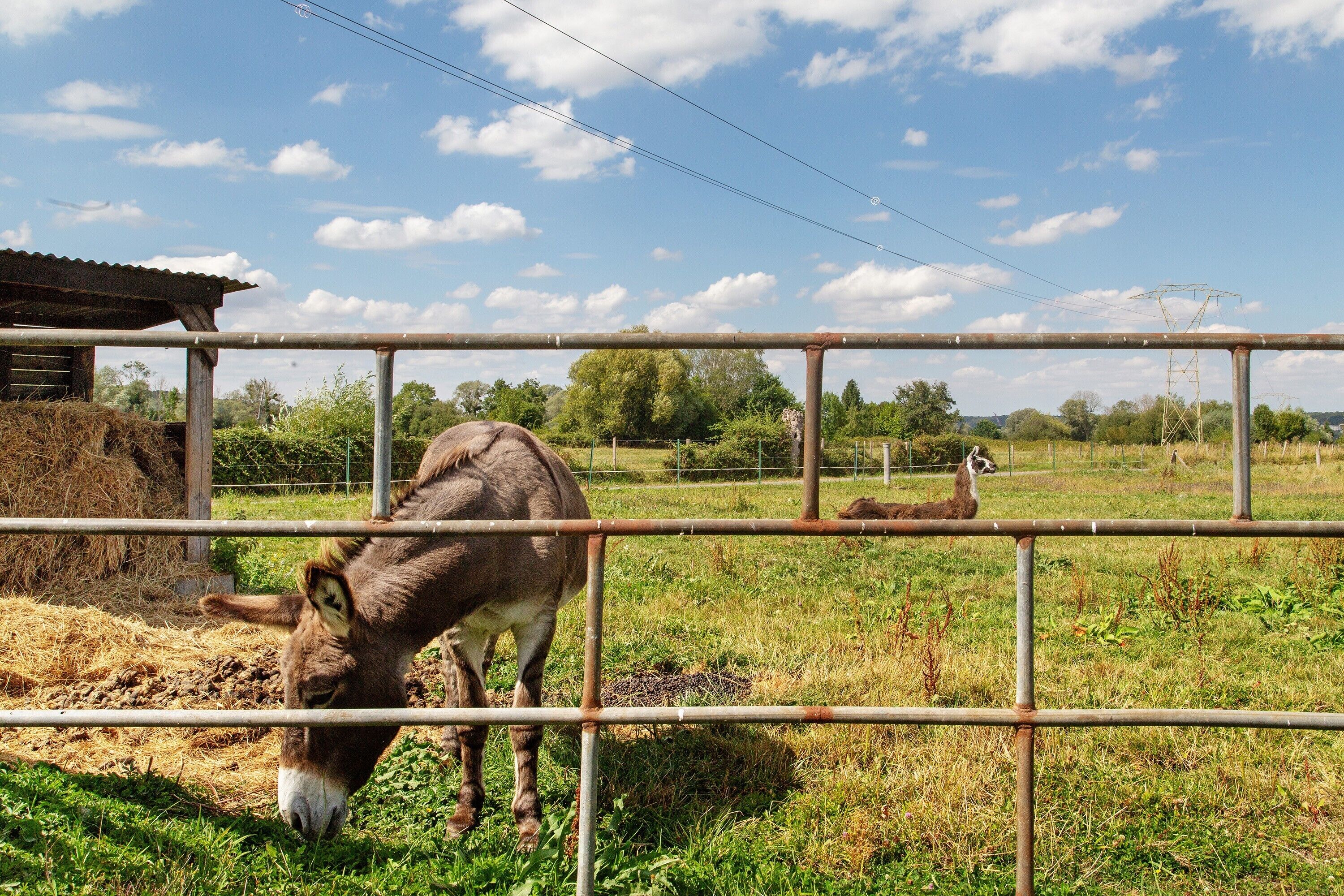 A fenced area with a donkey and a llama grazing.