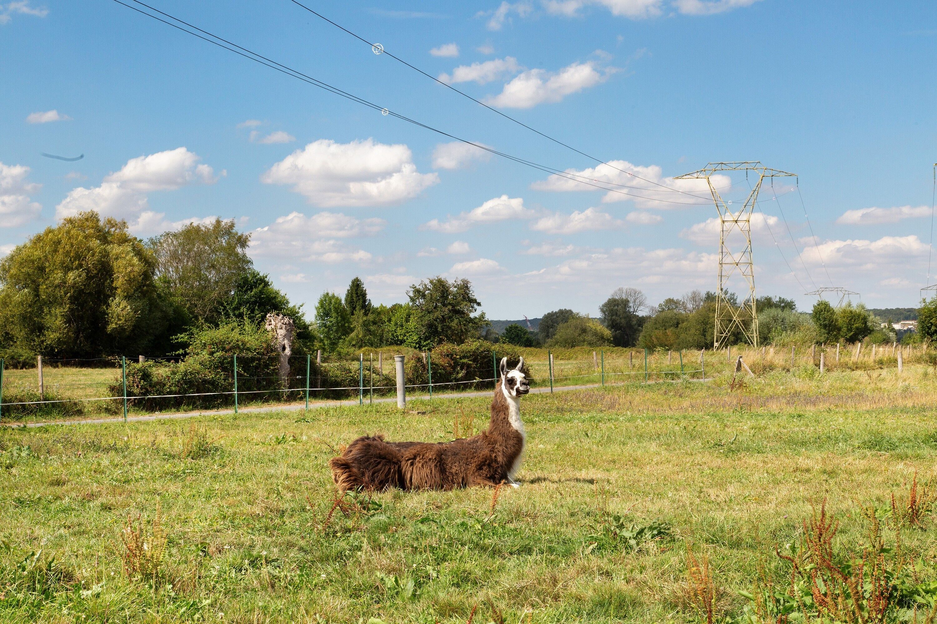 Un lama dans un champ herbeux, avec une ligne électrique et une tour de transmission en arrière-plan.