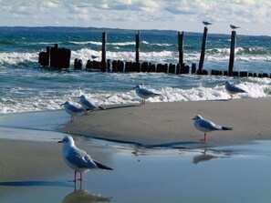 Ein Strand mit Möwen und Wellen.