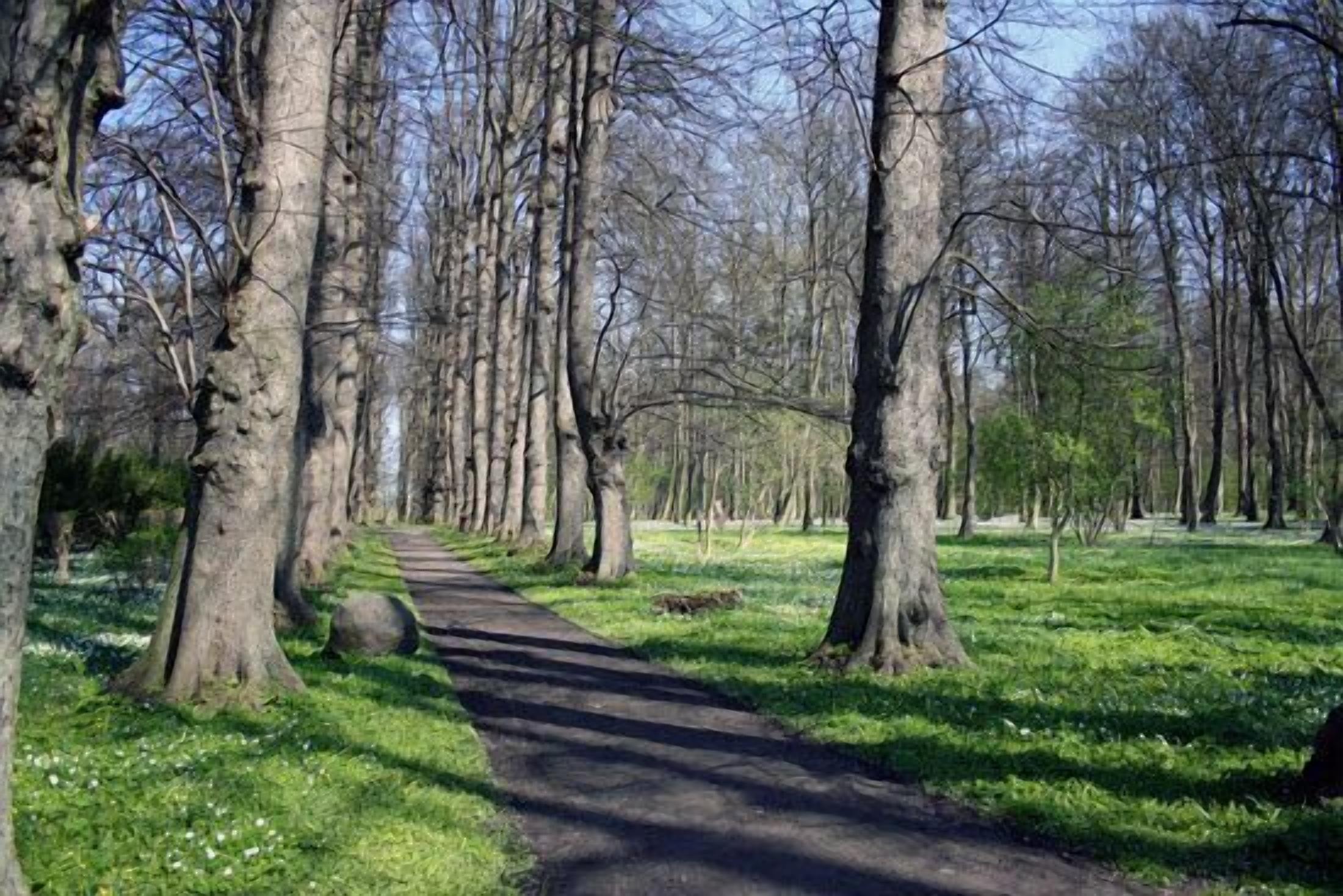 A forested path with trees on either side.