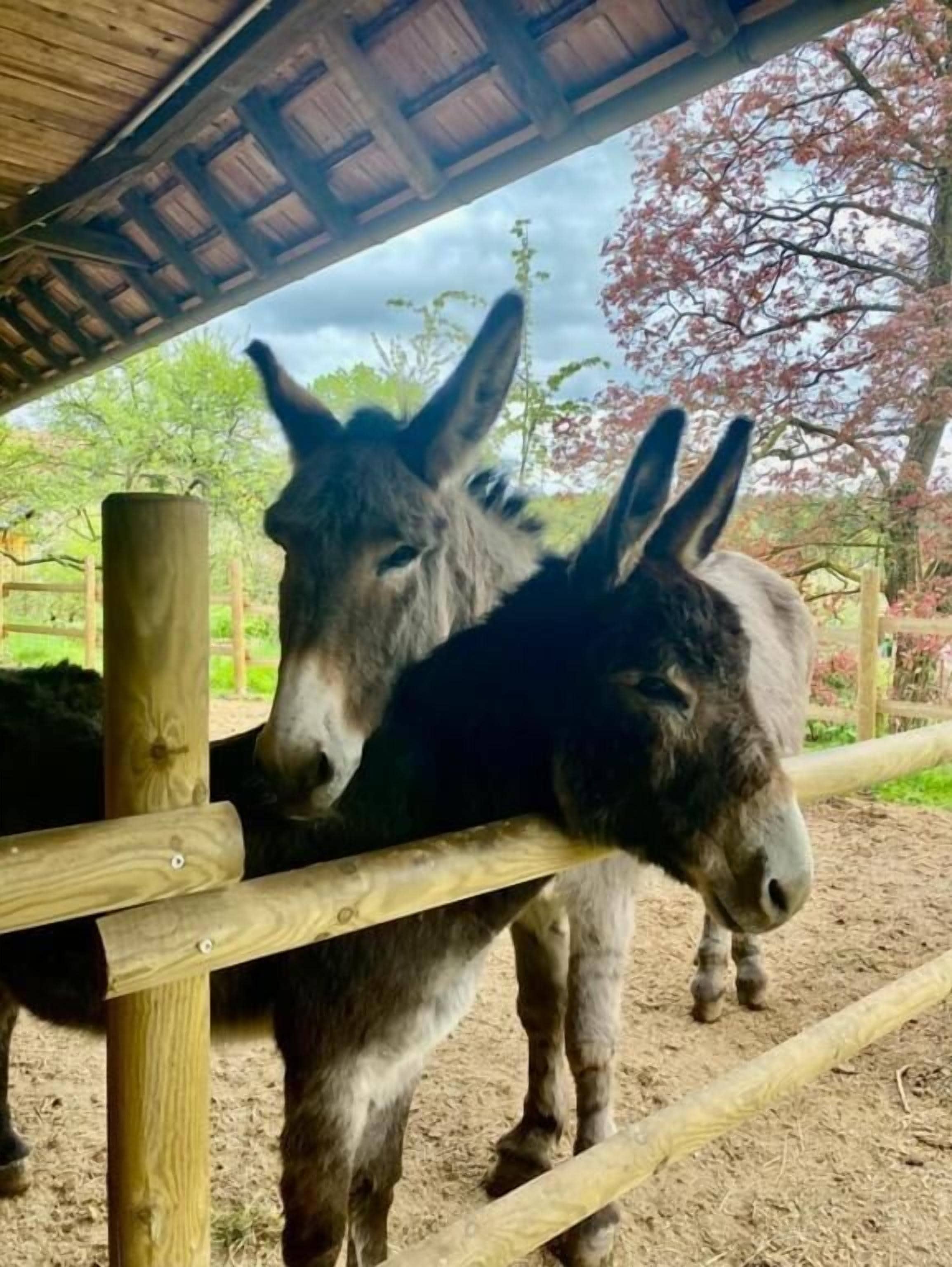 Two donkeys behind a wooden fence in an outdoor area with trees and a clear sky.