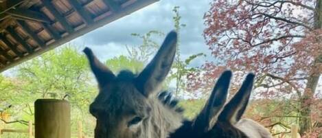 Two donkeys behind a wooden fence in an outdoor area with trees and a clear sky.