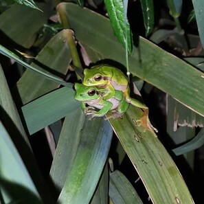 Deux grenouilles sur une feuille verte.