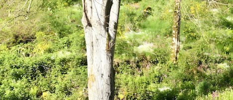 Eine natürliche Umgebung mit einem großen Baum, einer Steinmauer und einem Holzstapel.