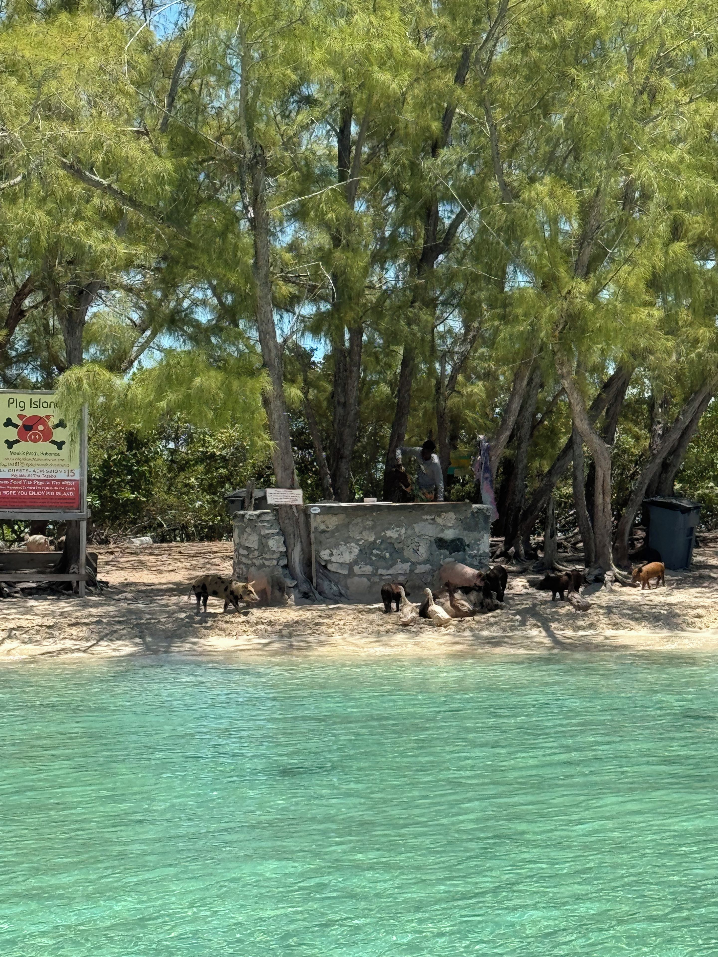 A beach area with clear turquoise water, a stone structure, and several animals including pigs and birds.