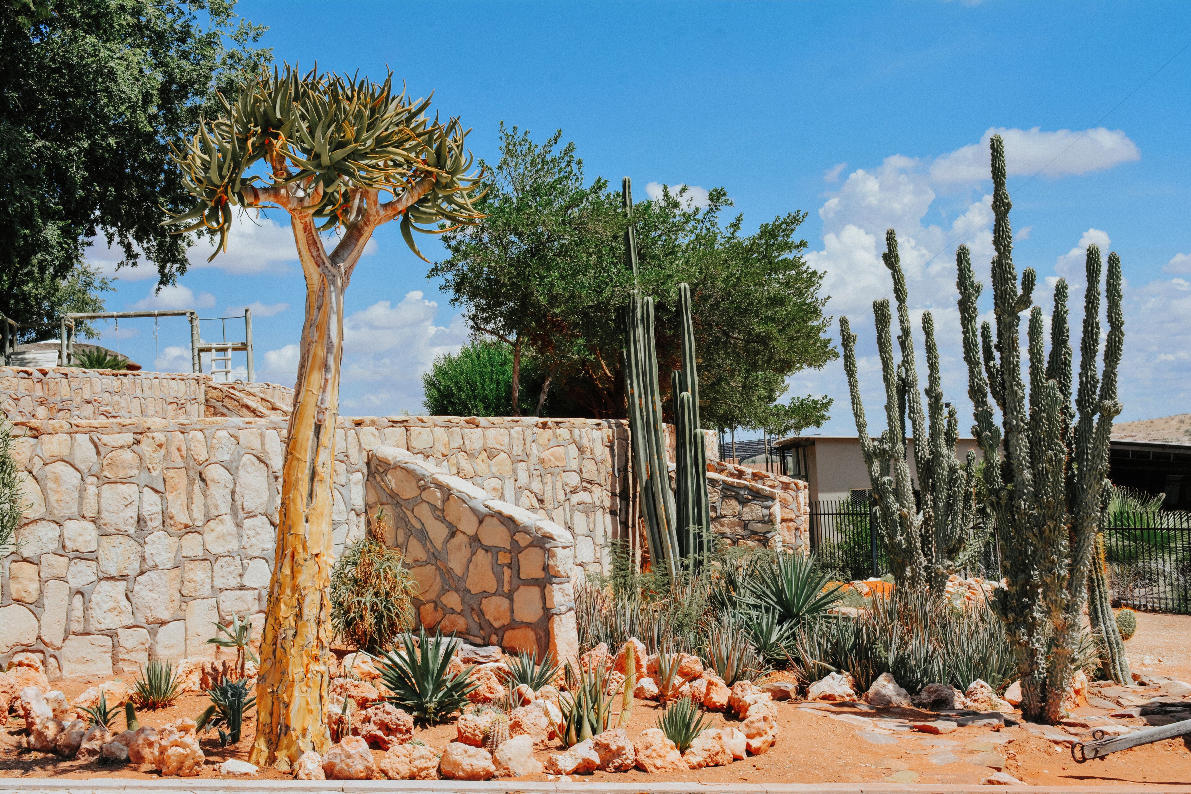 Un jardin de style désertique, agrémenté de différentes espèces de cactus et de plantes succulentes, d’un mur en pierre et d’une pergola en bois.