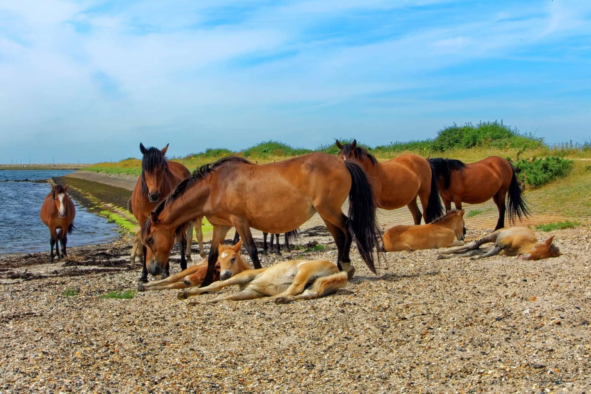 A group of horses near a body of water with a pebbly shore.