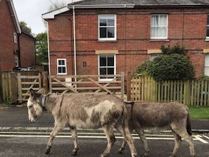 Property grounds - Railway Terrace by NewFo dot rest (Brockenhurst)