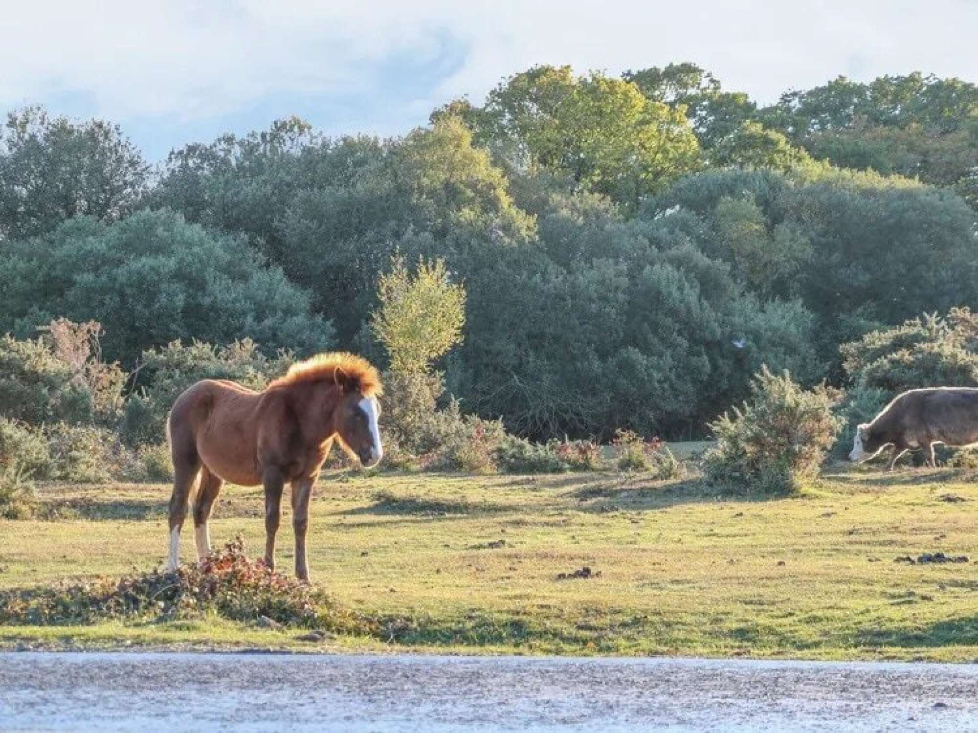 A horse standing in a grassy field with trees in the background.