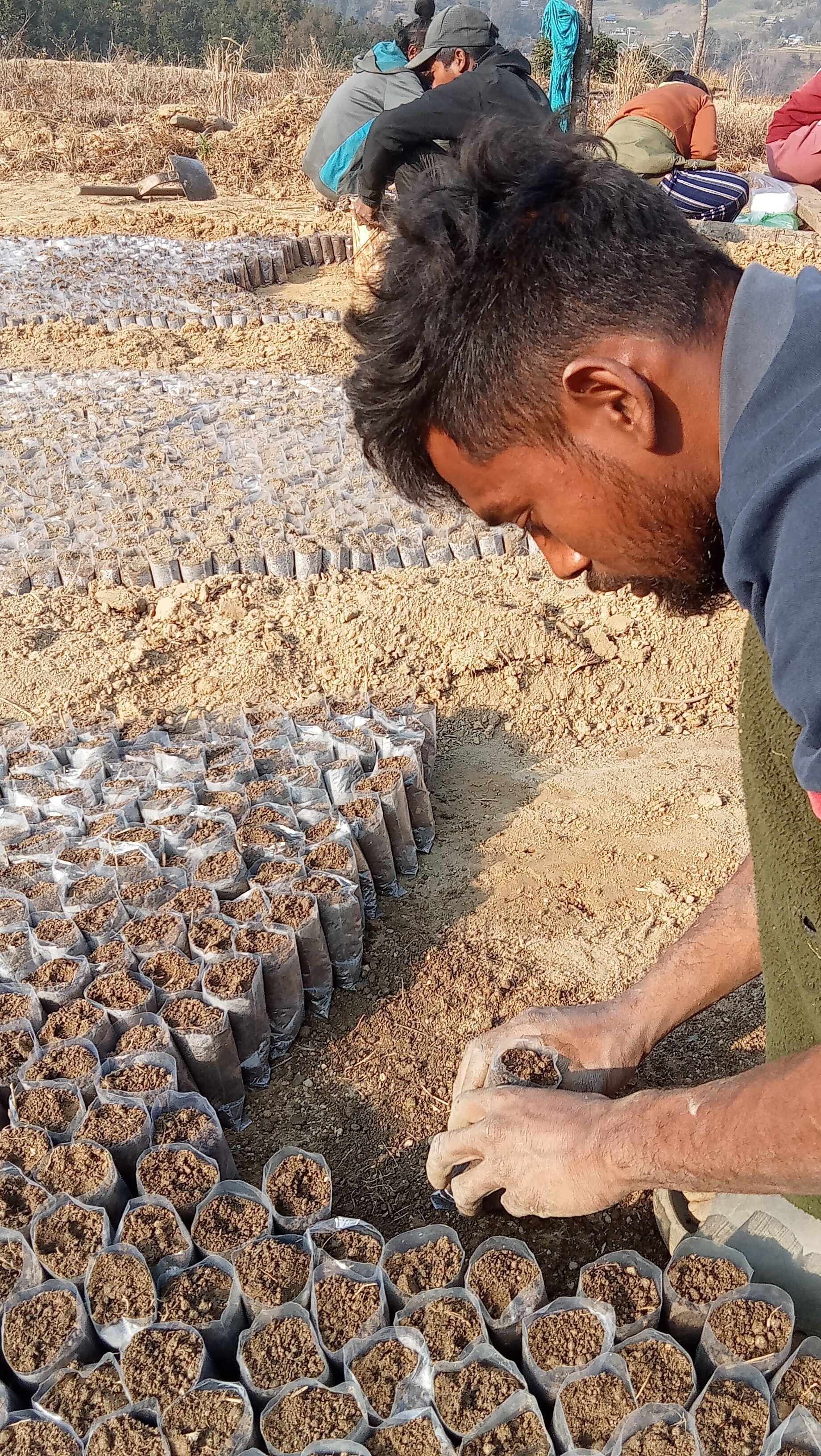 Una persona cuidando plántulas en un campo con hileras de plantas.