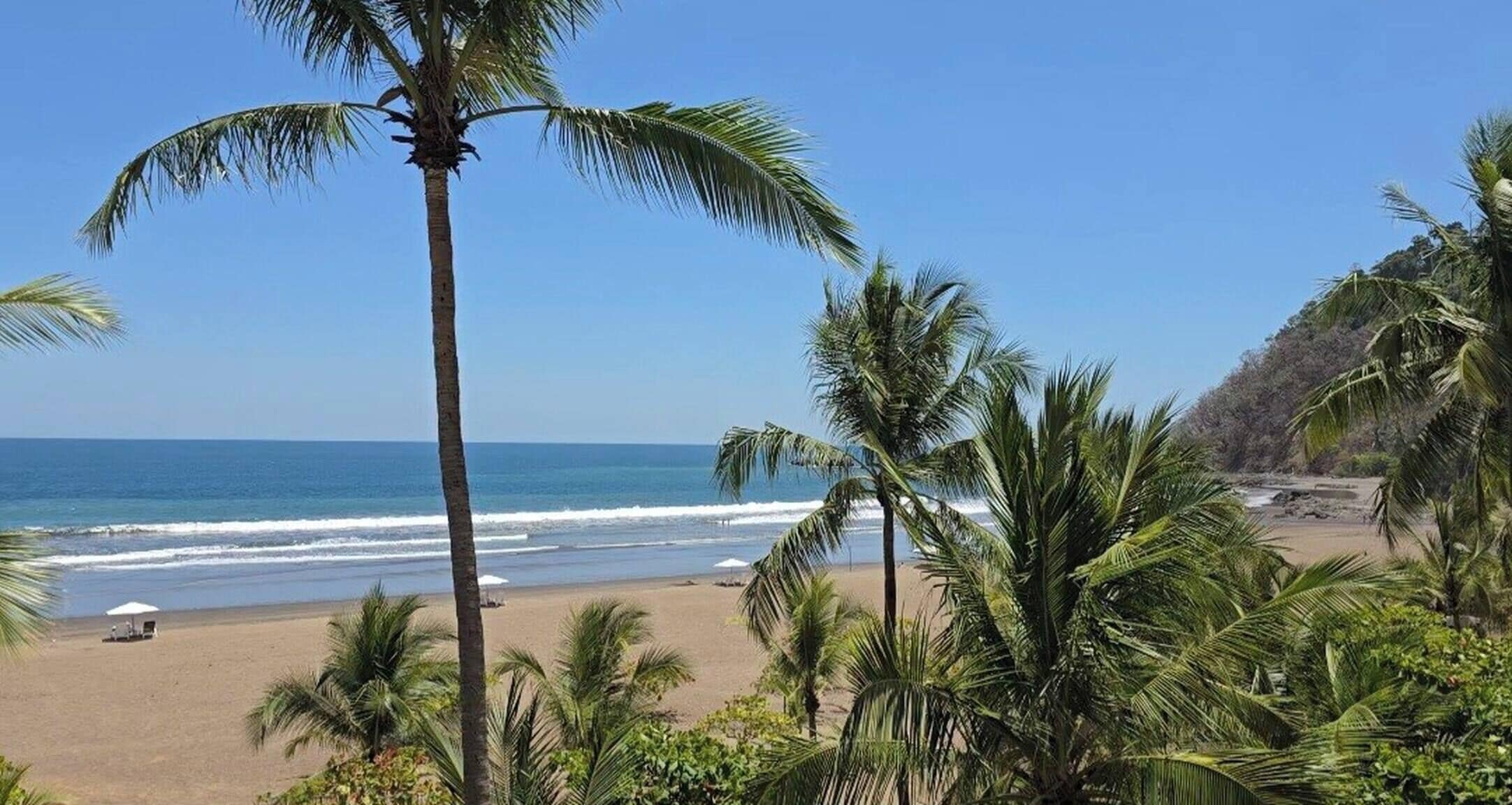 A beach with palm trees and a clear view of the ocean.