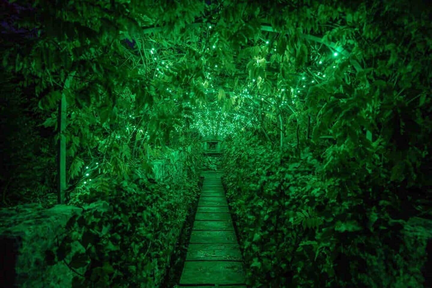 Un sendero entre vegetación densa con pasarela de madera.