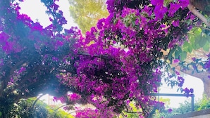 Un camí de pedra flanquejat per vegetació exuberant i plantes en flor, que condueix a una entrada amb porta.