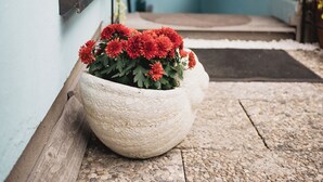 Um caminho leva a um edifício com um vaso de pedra cheio de flores vermelhas.