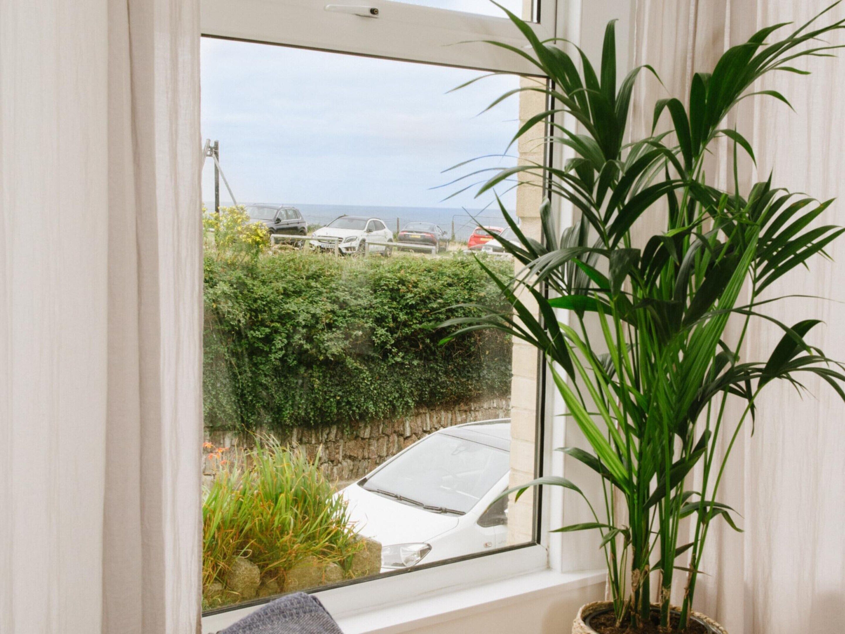 A window with a view of a parking area and a white car, a potted plant, and a stone wall.