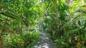 A wooden pathway surrounded by dense green foliage.