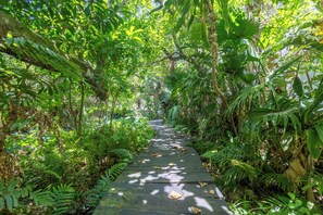 A wooden pathway surrounded by dense green foliage.