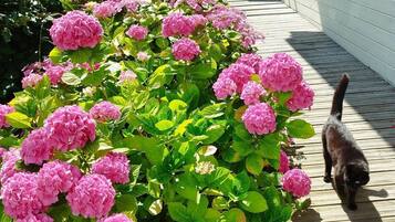 Un jardin avec des fleurs roses et un chat qui se promène sur une terrasse en bois.