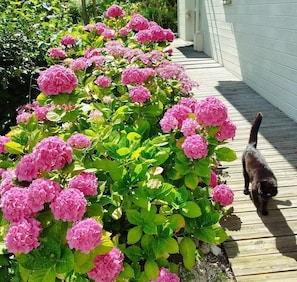 Een tuin met roze bloemen en een kat die over een houten terras loopt.