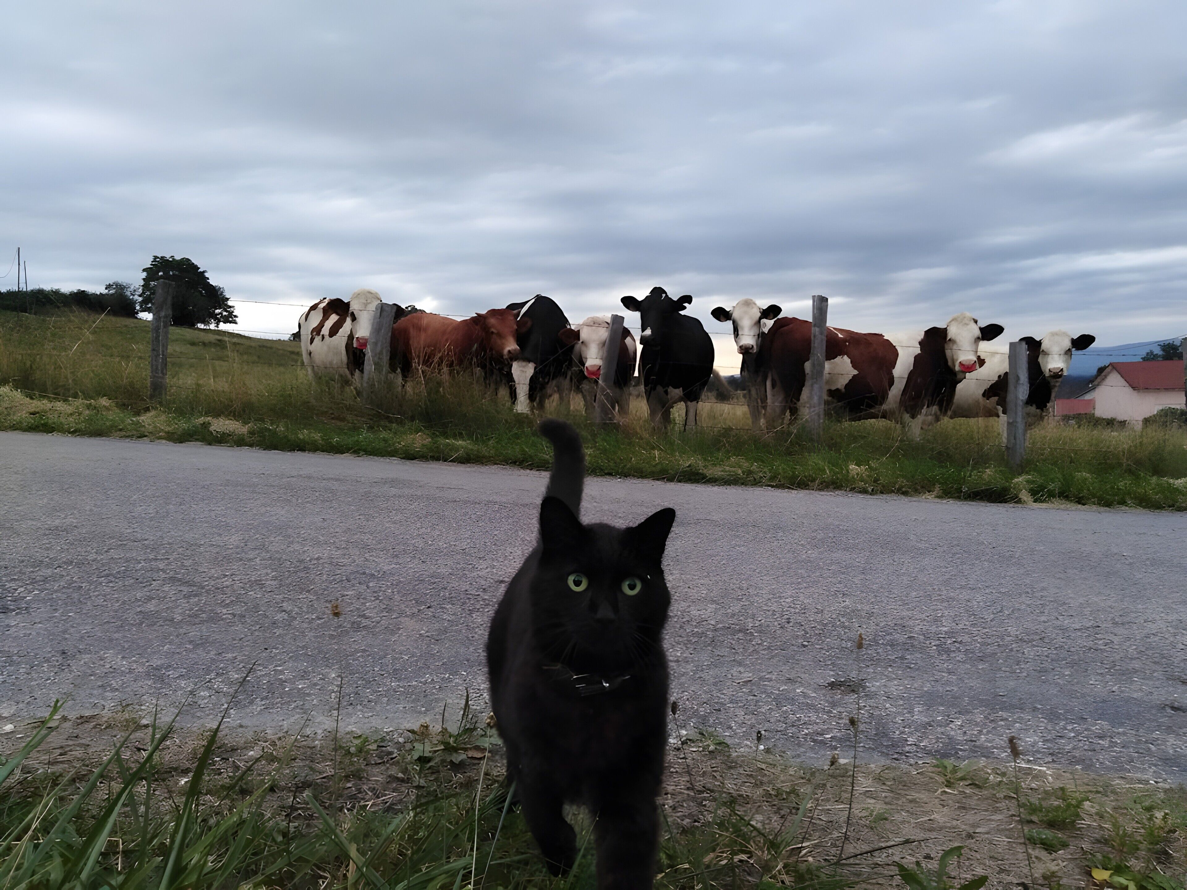 Een zwarte kat loopt over een weg, met een kudde koeien op de achtergrond.