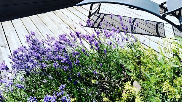 A wooden deck with a pool, lounge chairs, and purple flowers. - Bed and Breakfast 'Chambre Paladru' with Mountain View, Shared Pool and Wi-Fi (Charancieu)