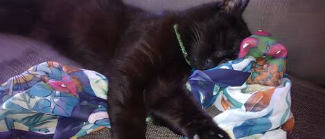 A black cat lying on a patterned fabric, possibly a blanket or a piece of clothing, on a textured surface.