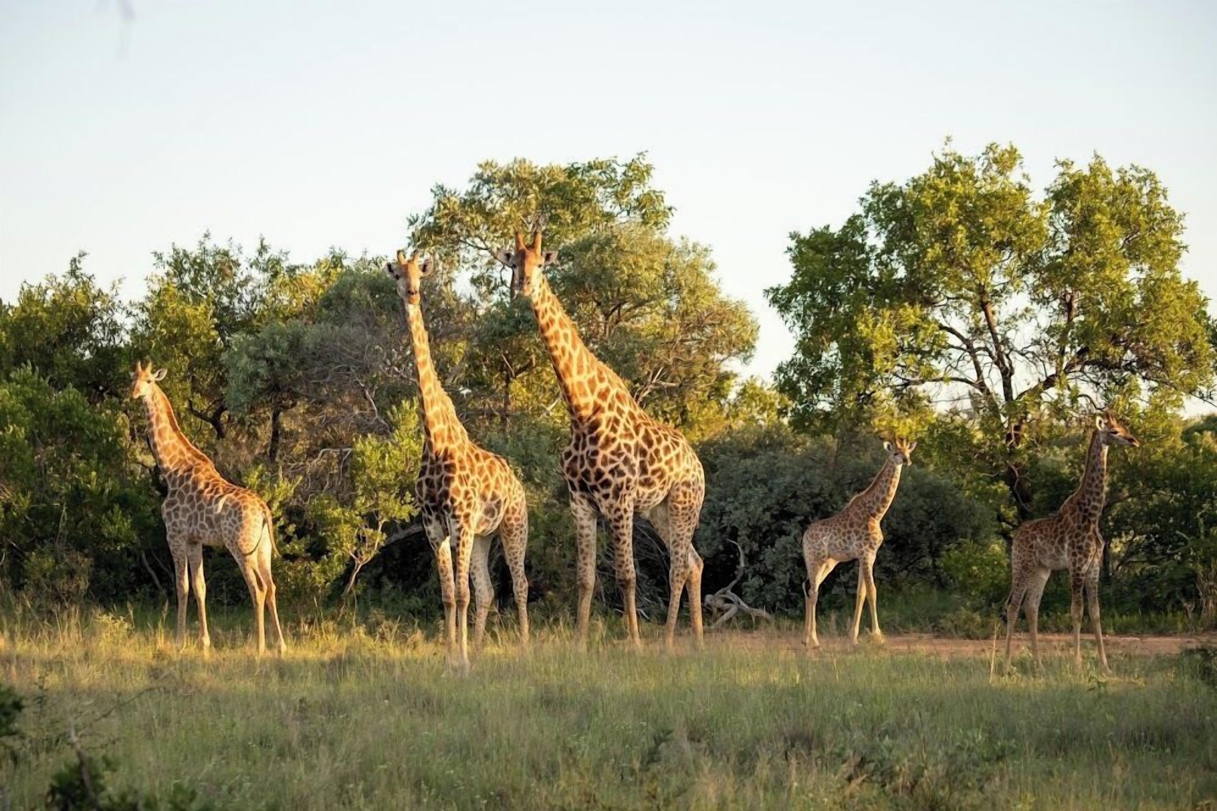 A group of giraffes in a natural setting with trees and grass.