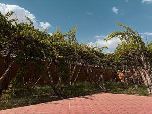 A vineyard with rows of grapevines supported by wooden stakes.