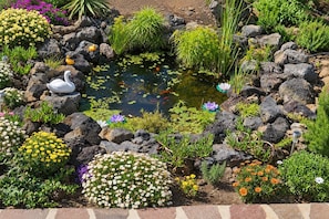 A garden with a pond, rocks, and various plants.
