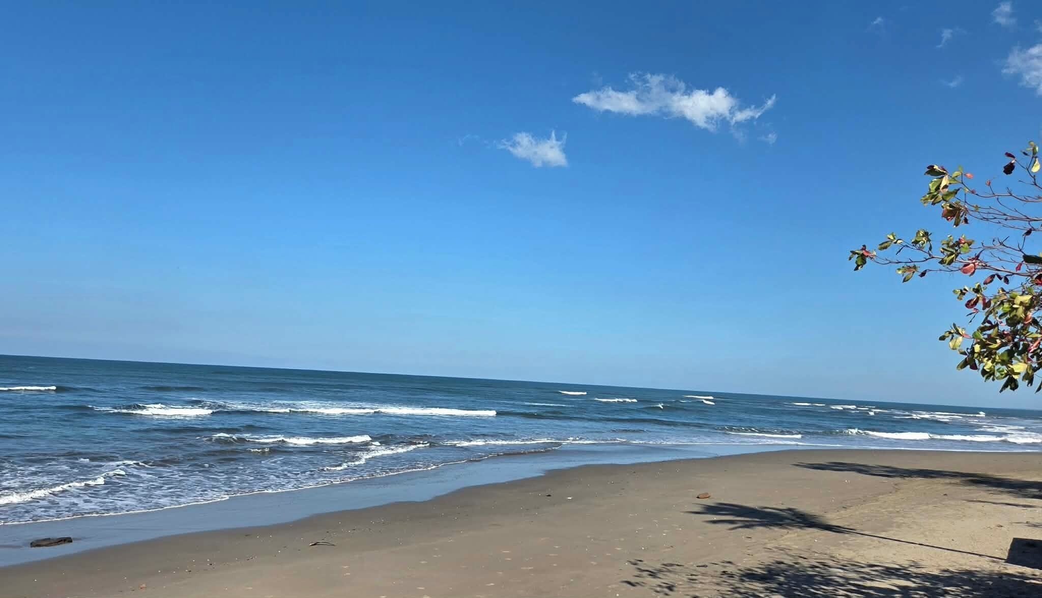 A beach with waves, clear sky, and a tree branch with leaves.
