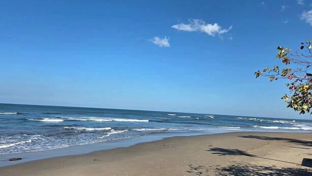 A beach with waves, clear sky, and a tree branch with leaves.