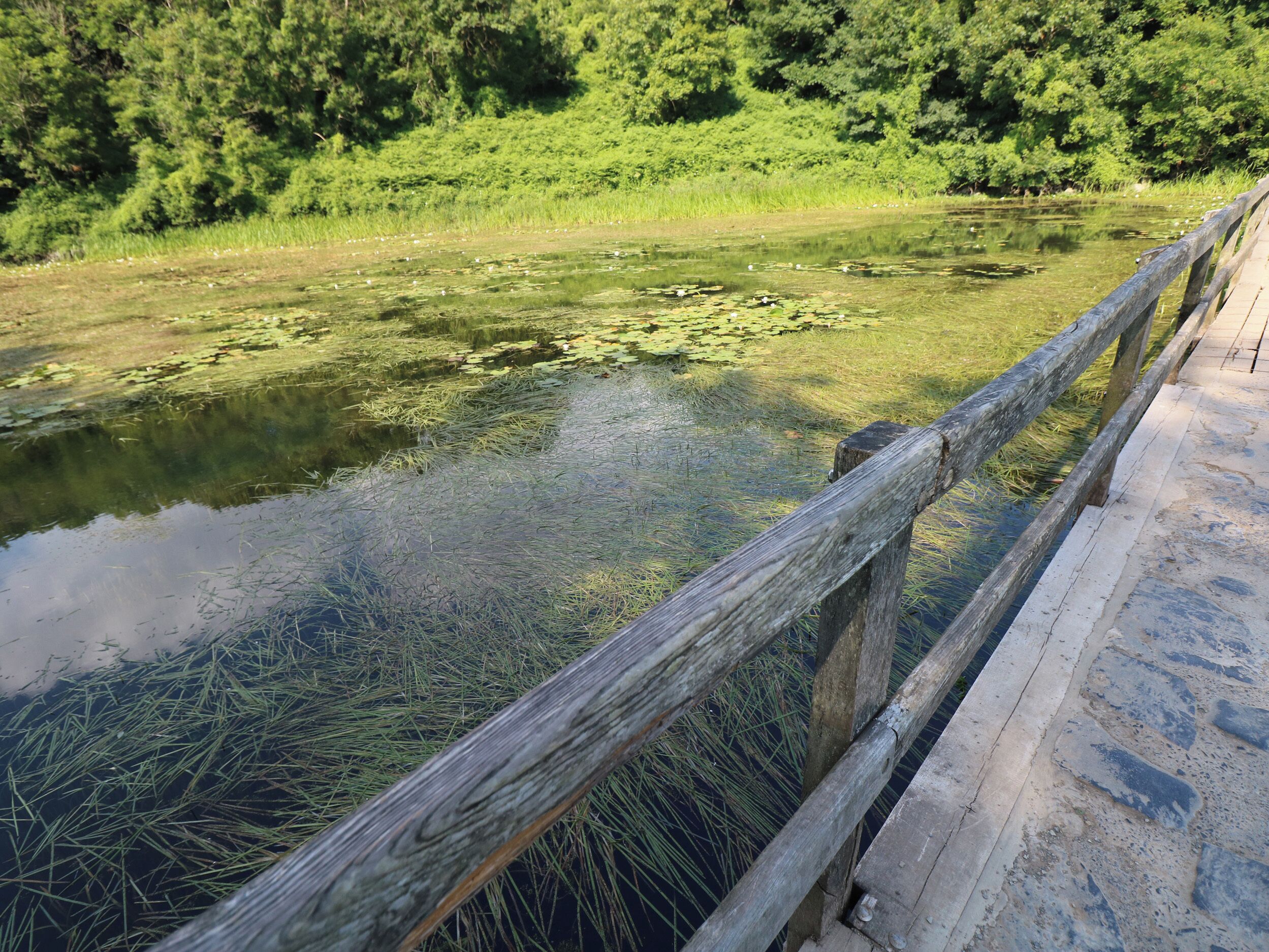 Eine Holzbrücke über einen Teich mit Seerosen und Schilf, umgeben von dichtem Grün.