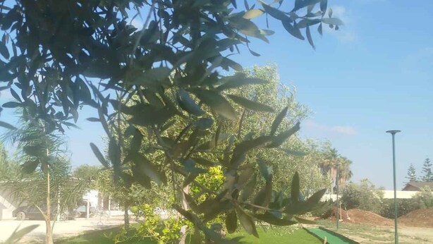 Un espace verdoyant bien entretenu, avec un arbre, un sentier et un ciel dégagé.