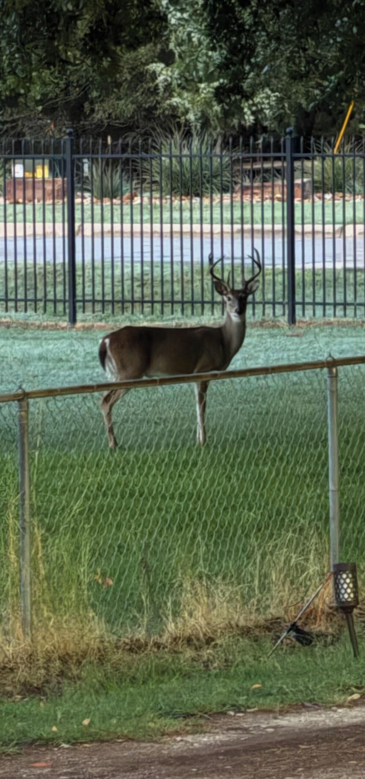 A deer standing behind a chain-link fence in a grassy area.