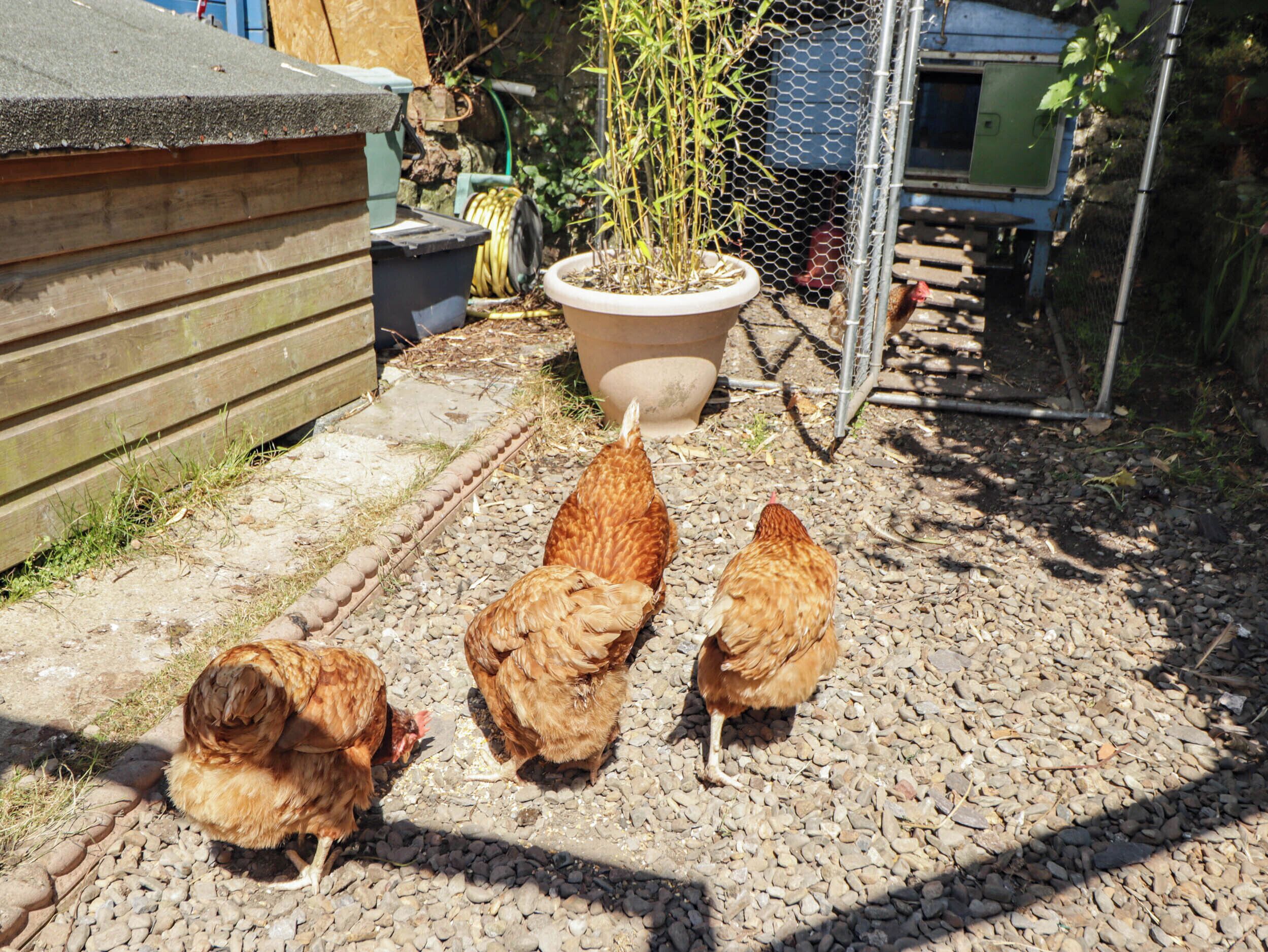 A chicken coop with a wire fence, a potted plant, and a wooden structure.