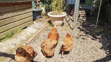 Un gallinero con cerca de alambre, una planta en maceta y una estructura de madera.