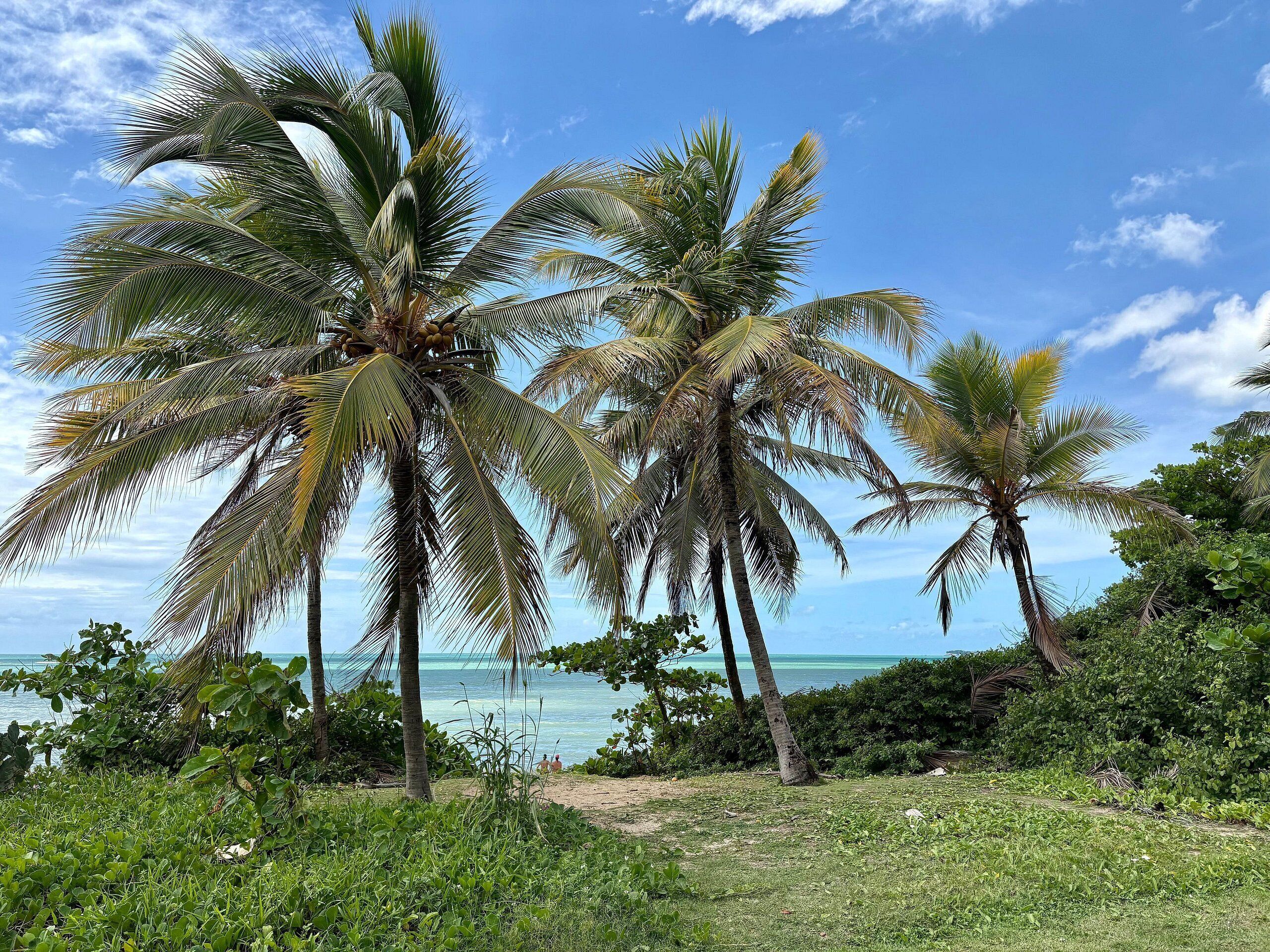 Une plage tropicale avec des palmiers et une vue sur l’océan.