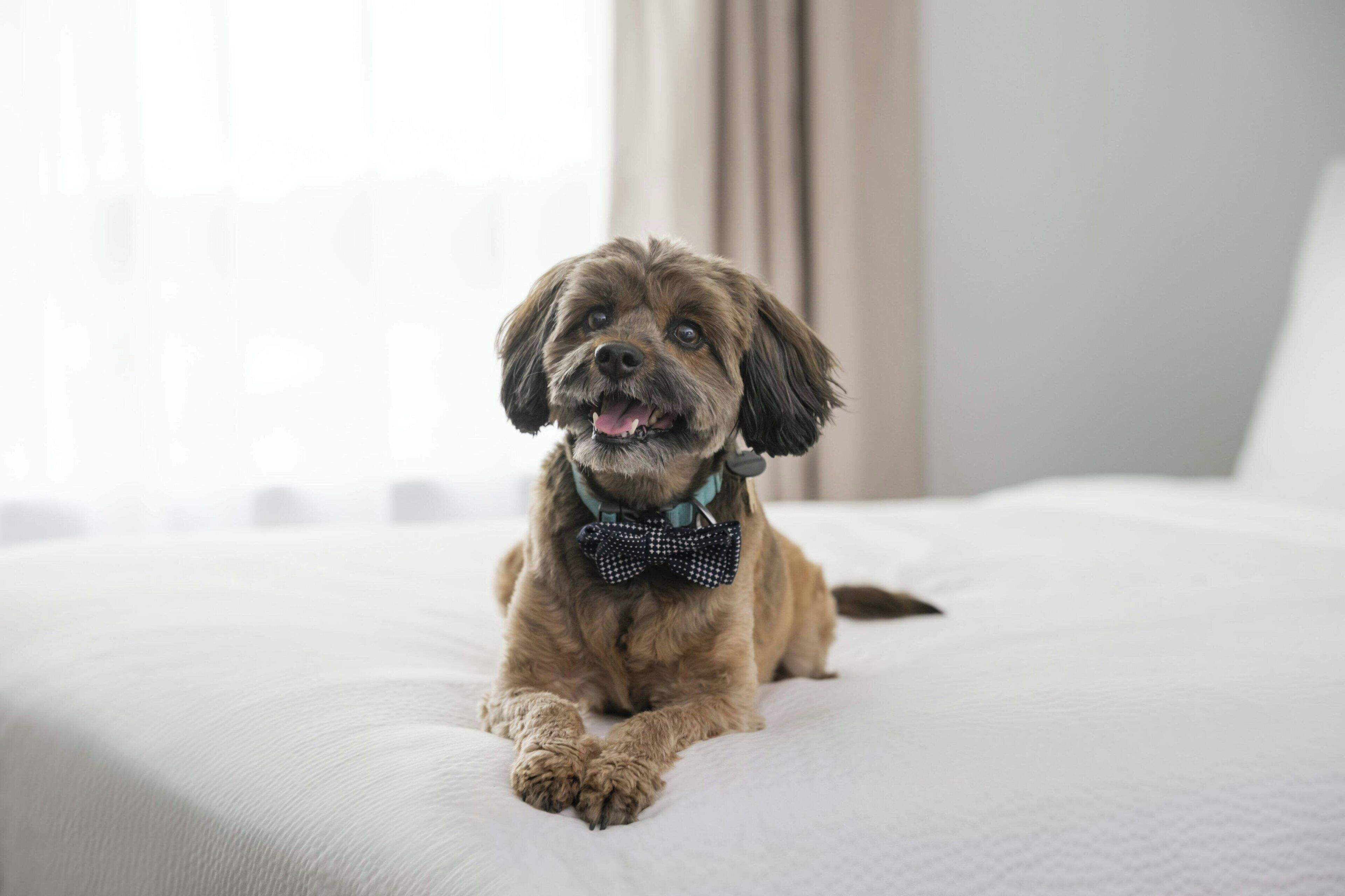 A dog lying on a bed with a bow tie.