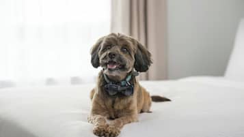 A dog lying on a bed with a bow tie.