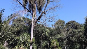 A tree with a thick trunk and dense foliage against a clear sky.