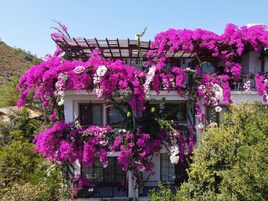 Un edificio con varios balcones cubiertos de vibrantes flores de buganvilla rosa.