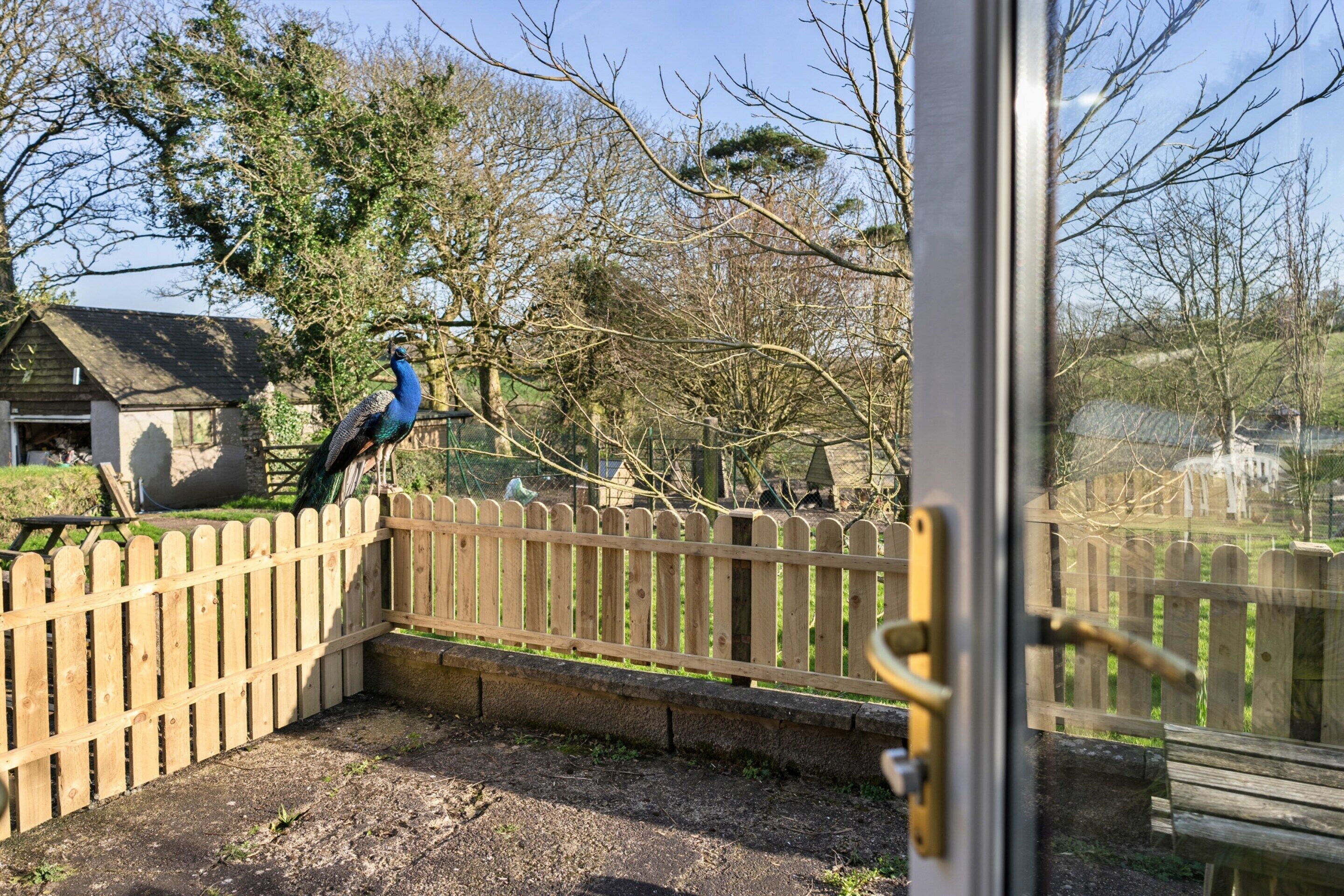 A peacock standing on a wooden fence in a garden with a house in the background.