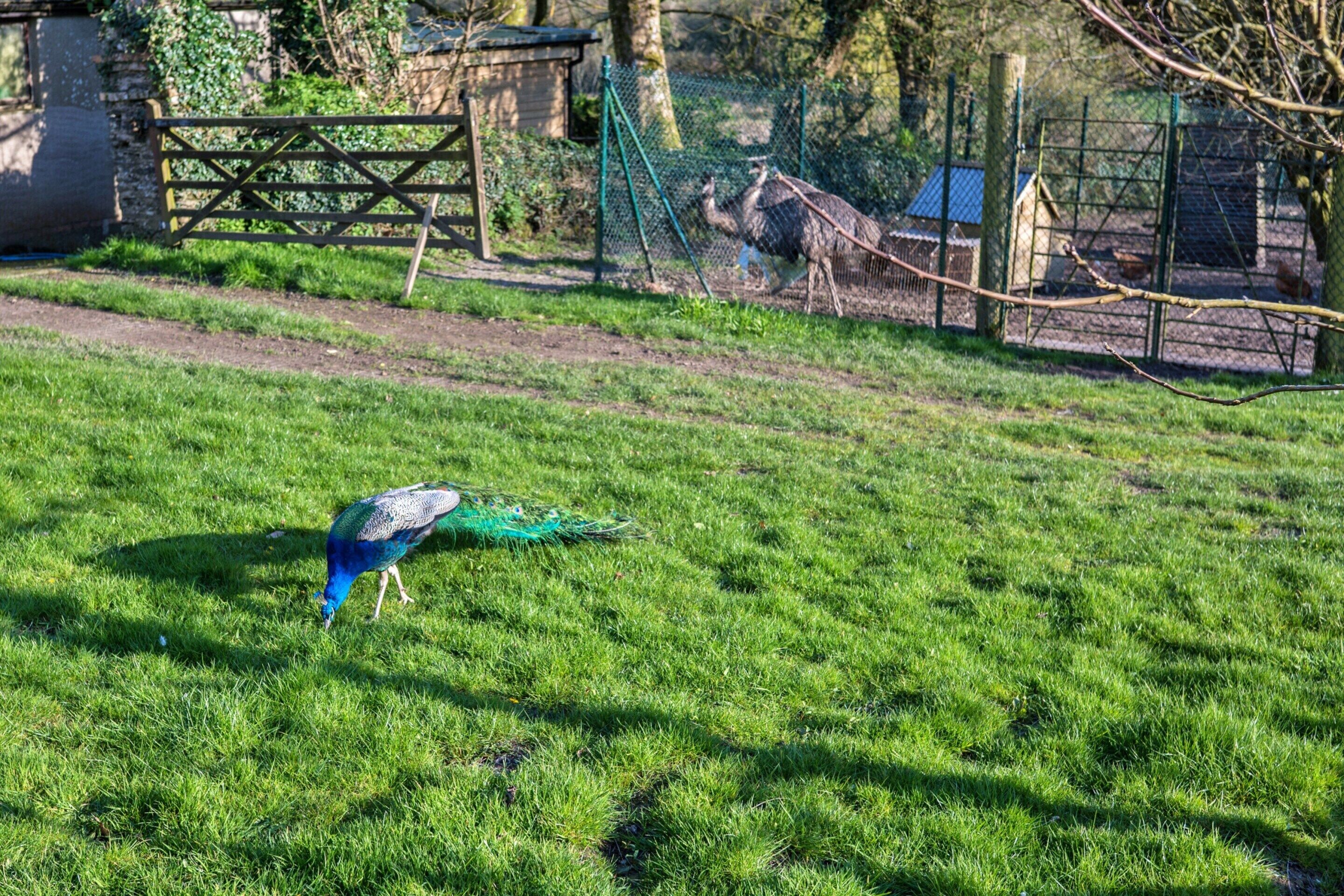 A peacock with blue and green feathers in a grassy enclosure.