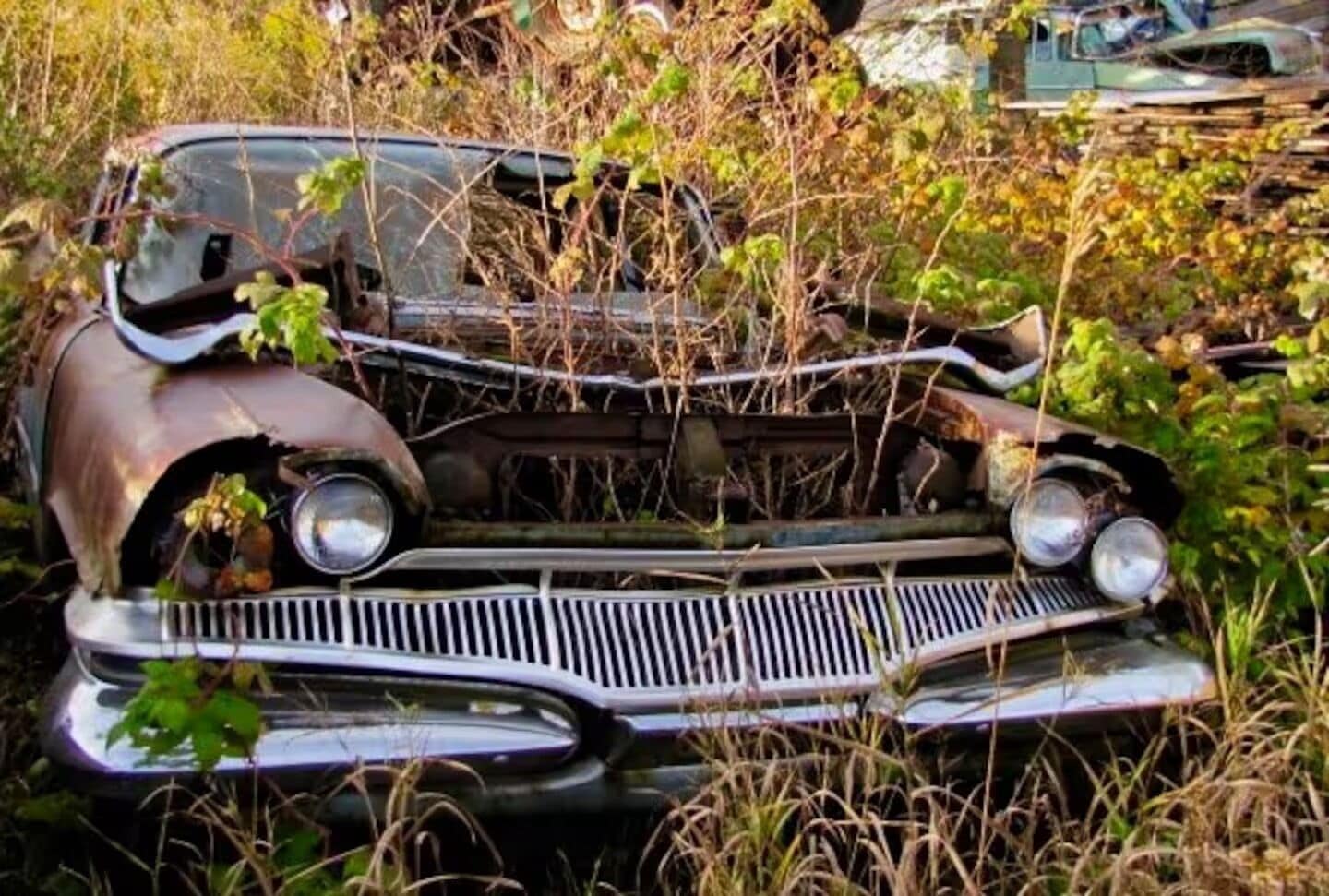 Hylätty auto, jonka ympärillä kasvaa rehevää kasvillisuutta.